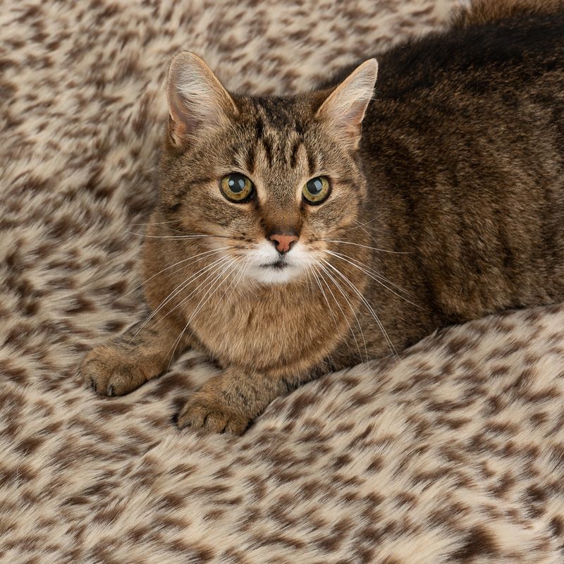 Cat Snuggle Blanket Leo 100 x 70 x 3cm (L x W x H)