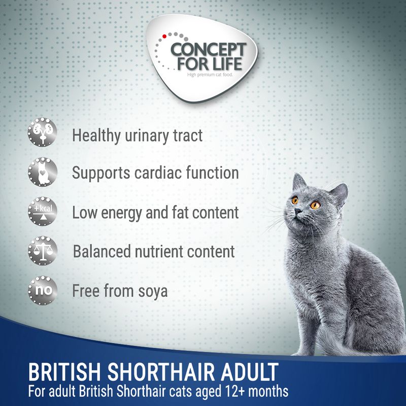 Concept for Life British Shorthair Adult - in Ragout 12 x 85g