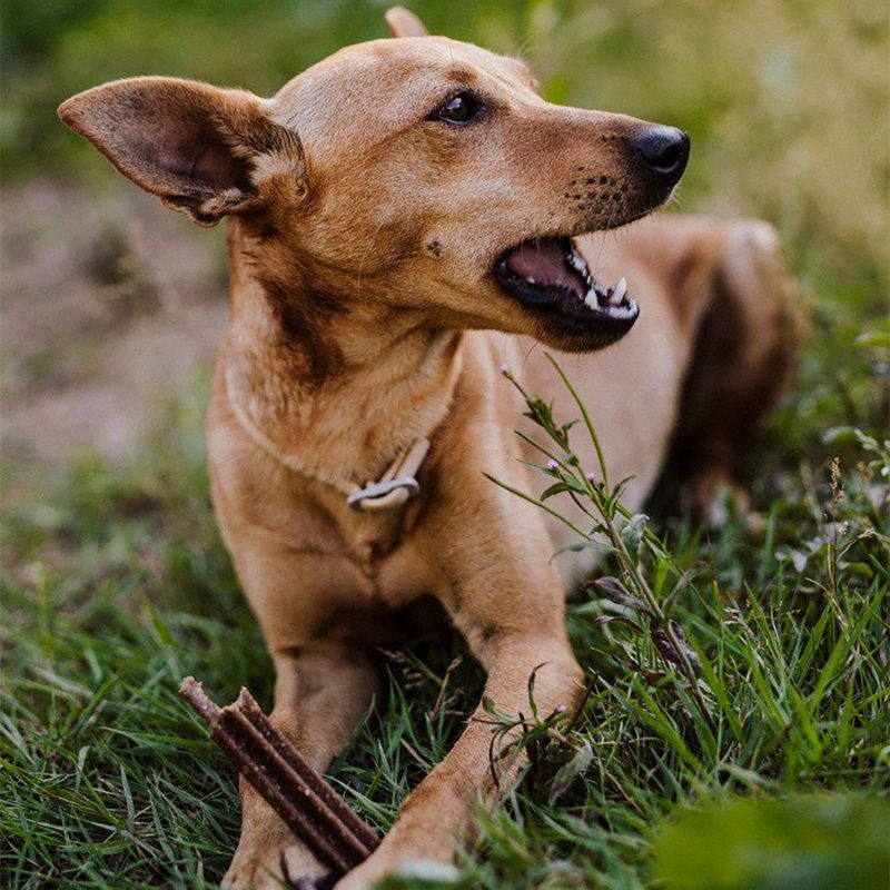 Green Petfood InsectDog Denties 180g