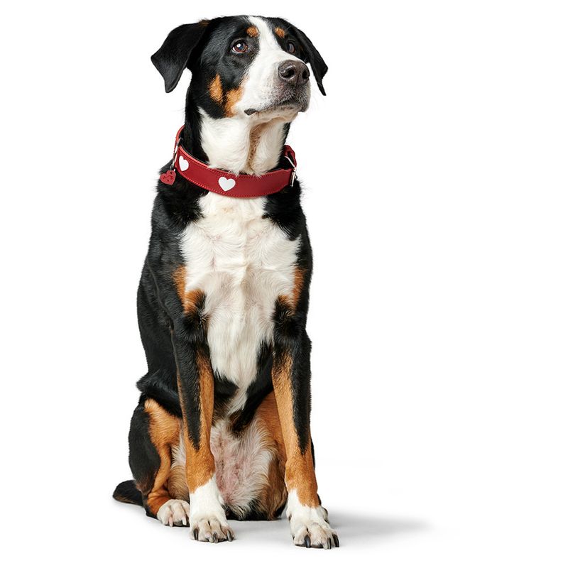 HUNTER Love Collar - Red Size 47: 38 - 44 cm Neck Circumference