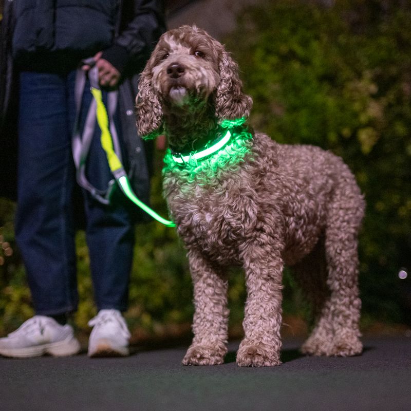 Nomad Tales Spirit USB LED Nylon Collar - Neon Yellow & Grey Size S/M: Neck circumference 35-50cm