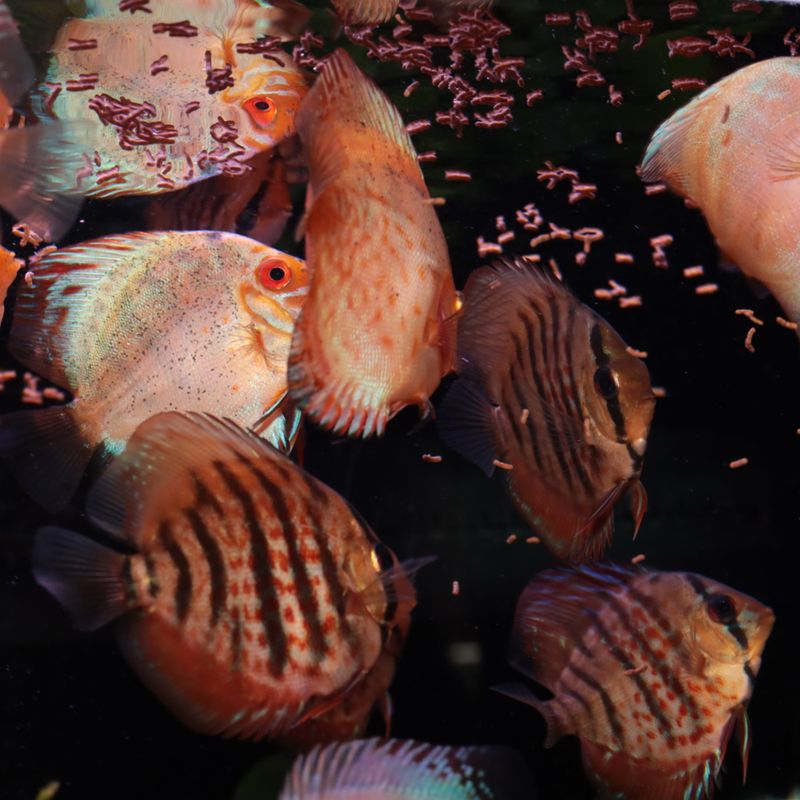 JBL ProNovo Insect Stick S 250ml