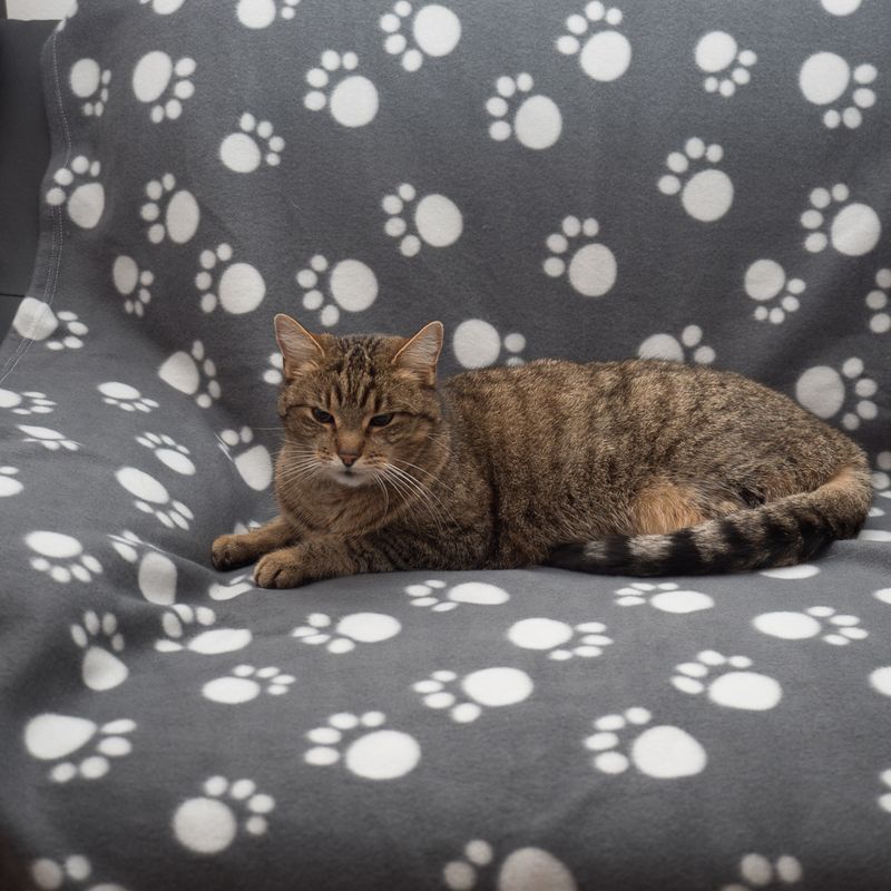 Pawty Fleece Blanket 100 x 70cm (L x W)