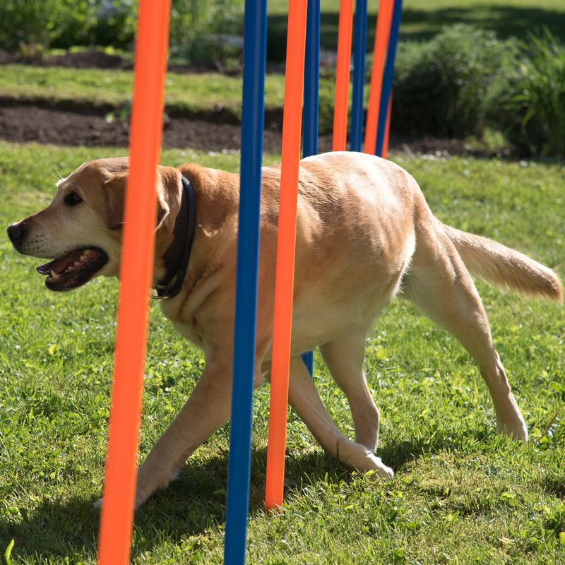 Agility Fun & Sport Slalom Set 12-pack