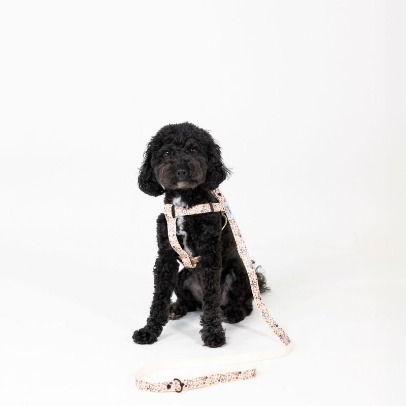 Harry Potter Deathly Hallows Harness - Beige Size S: Chest Circumference 39 - 51 cm