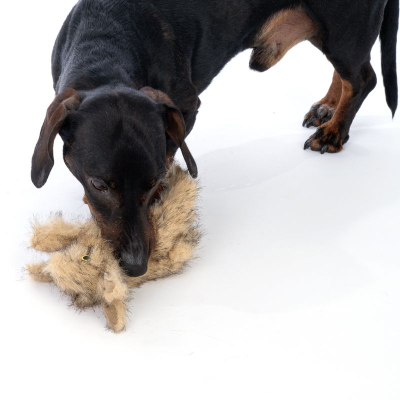TIAKI Wild Rabbit Plush Dog Toy 20 x 7 x 12 cm (L x W x H)