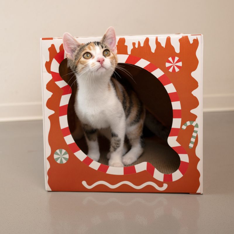 TIAKI Gingerbread Cat Scratching Tunnel 1 Tunnel