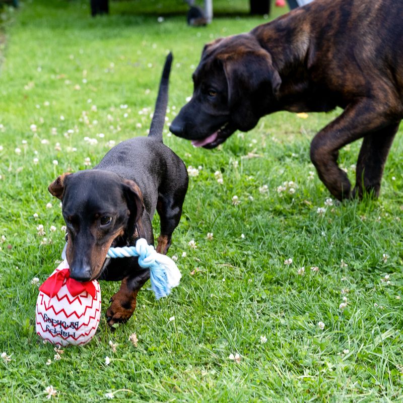 TIAKI Birthday Balloon Dog Toy diameter 9 x (L) 30 cm