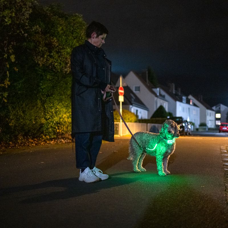 Nomad Tales Spirit USB LED Nylon Collar - Neon Yellow & Grey Size S/M: Neck circumference 35-50cm