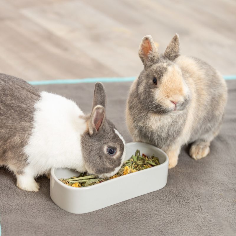 Trixie Ceramic Bowl for Small Animals - Oval 600ml