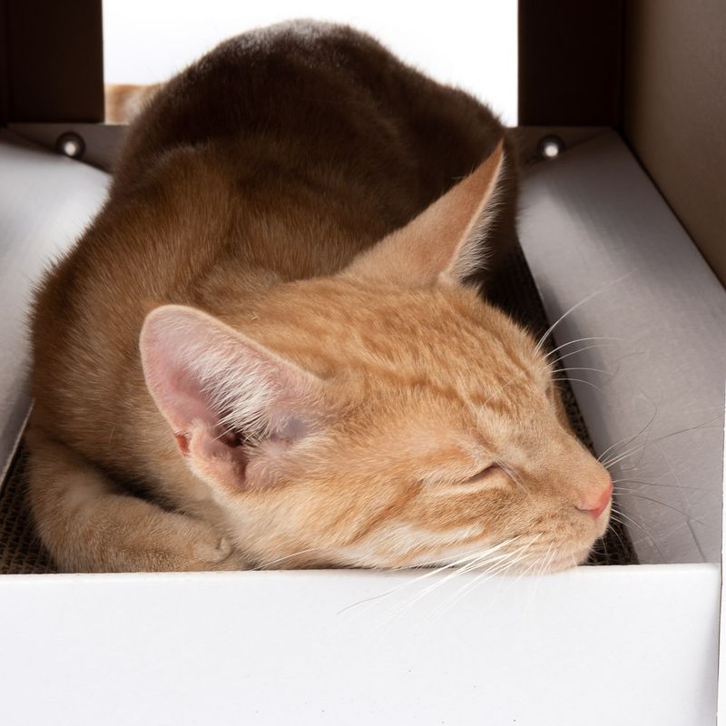 XL Cat House with Scratching Pad Winter Edition 58 x 36 x 41cm (L x W x H)