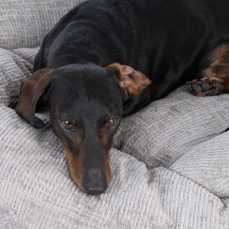 Modern Living Medan Dog Bed 85 x 85 x 20 cm (L x W x H)