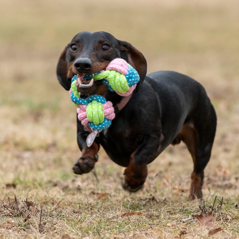 Dog toy Limo bones approx. diameter 6 x L 18 cm