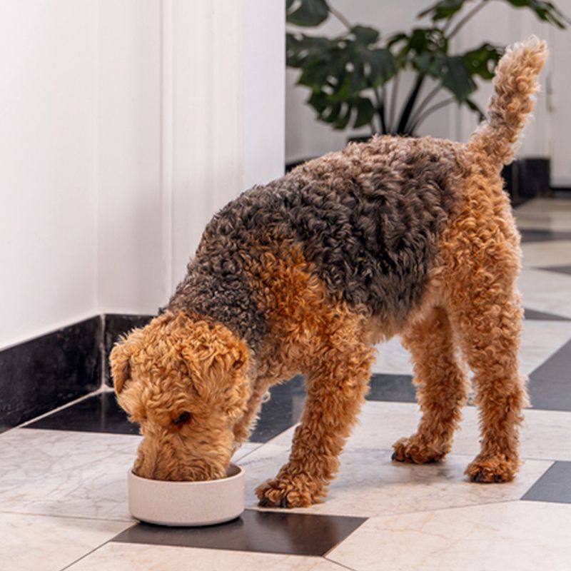 Designed by Lotte Noor Dog Bowl 410ml / 14cm (W)