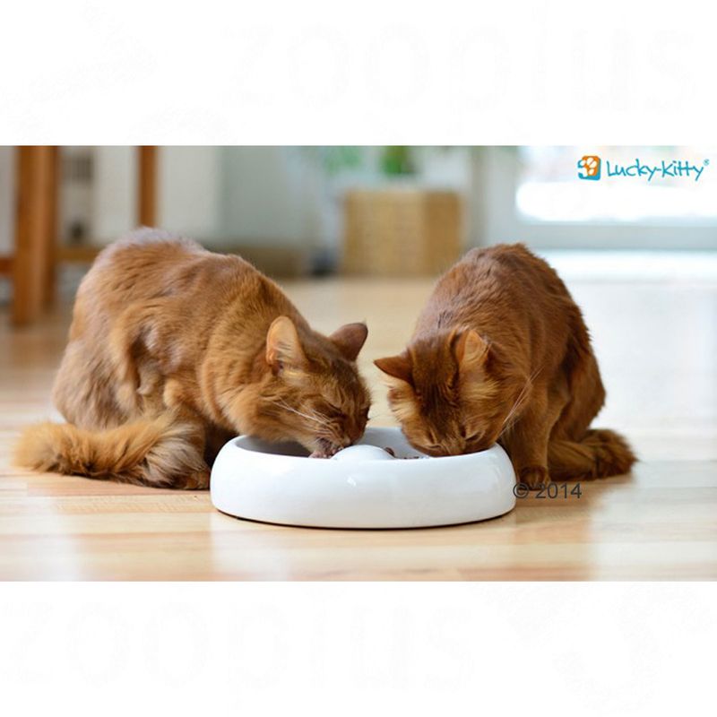Lucky Kitty Ceramic Cat Bowl Size L: diameter 27cm
