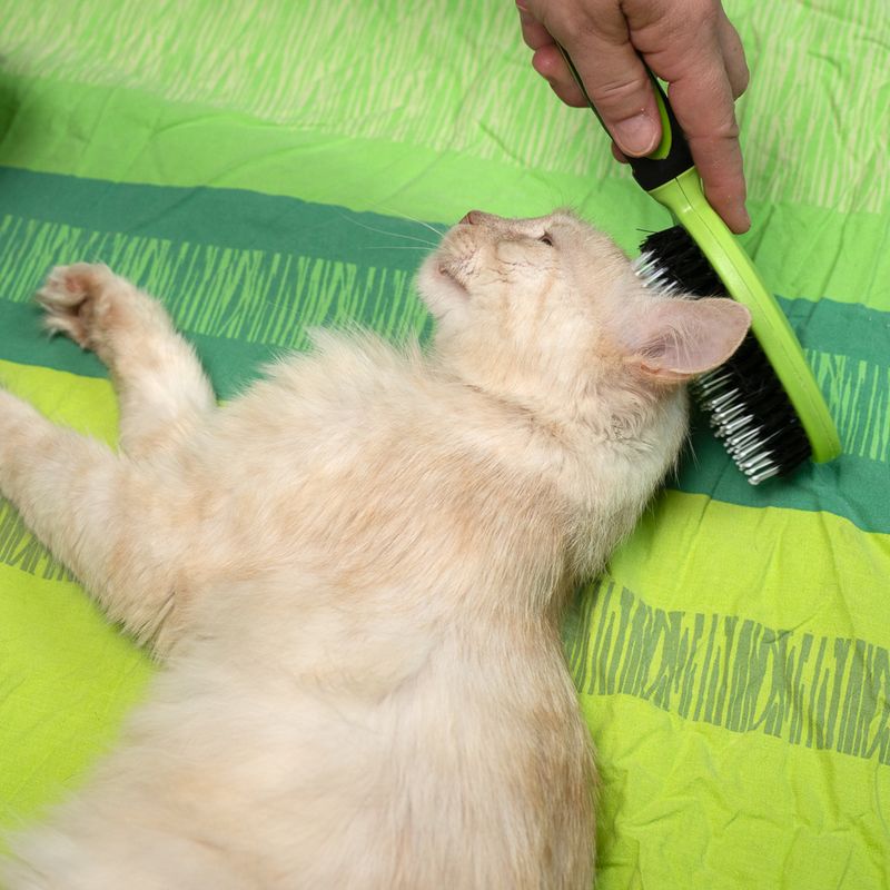 TIAKI Universal Pet Brush 24 x 7 x 4cm (L x W x H)