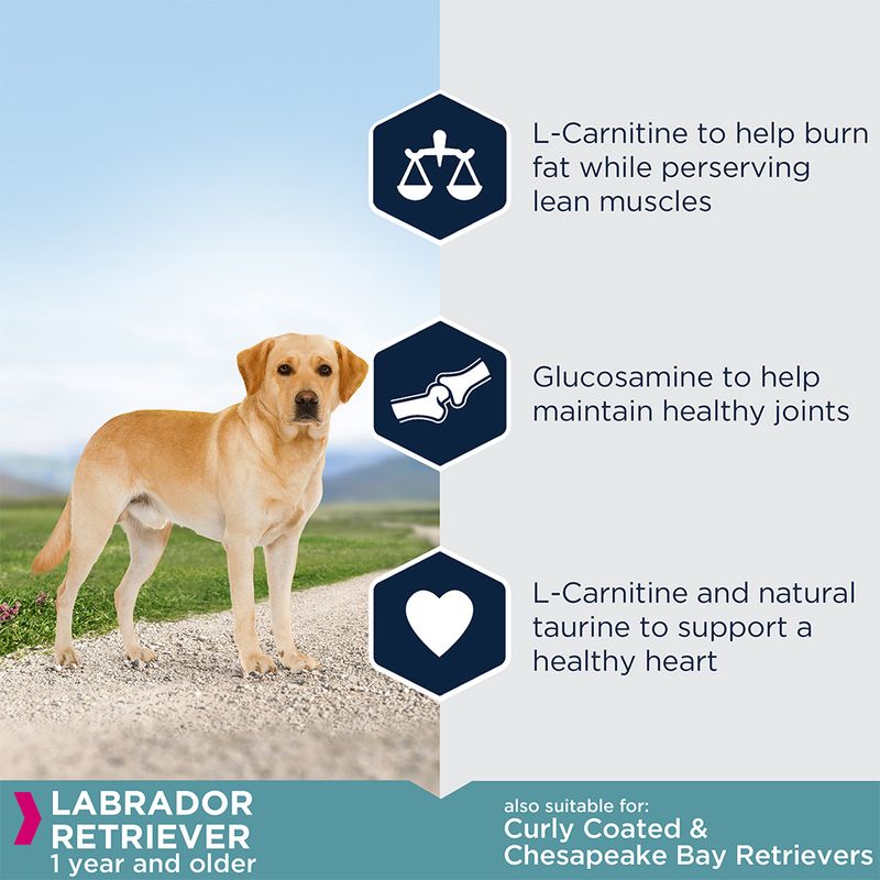 Eukanuba Labrador Retriever Adult 12kg