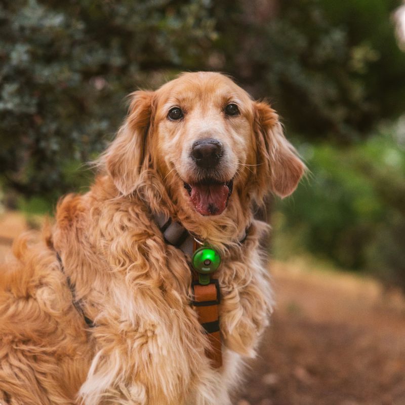 kooa ultrasonic tick protection dark green