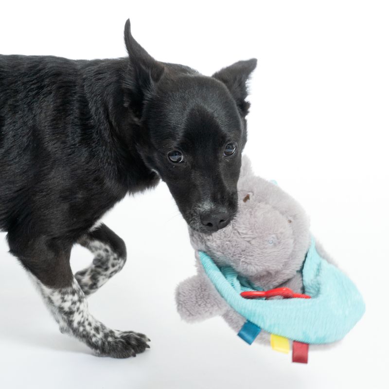 TIAKI Junior Hippo Dog Toy 1 Toy