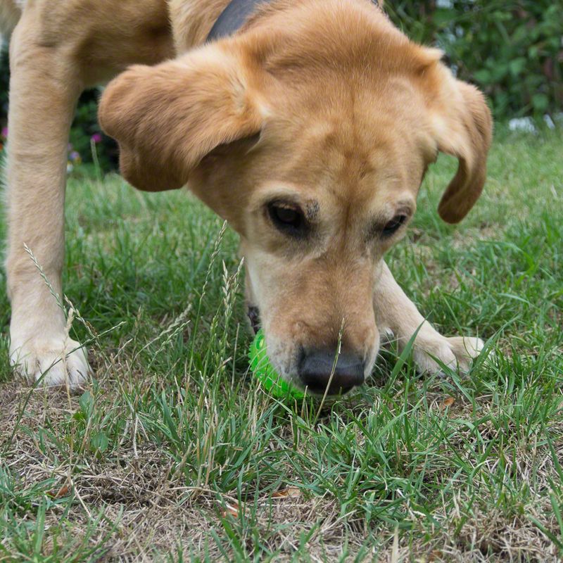 Squeaky Ball Dog Toy Diameter 6cm