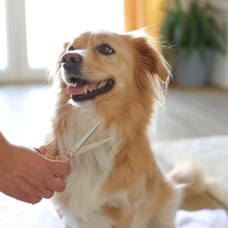 Magic Brush Grooming Scissors 1 pair of scissors