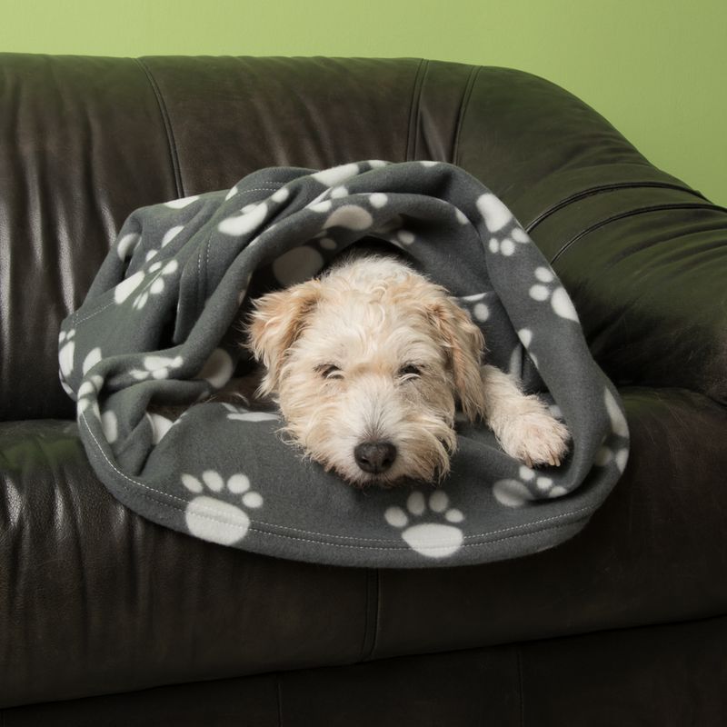 Pawty Fleece Blanket 100 x 70cm (L x W)