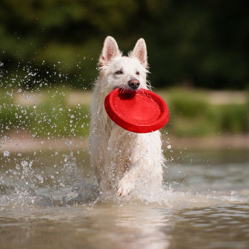Starmark Durafoam Bacon Disc Size M: approx. diameter 21.6 x (H) 2.5 cm