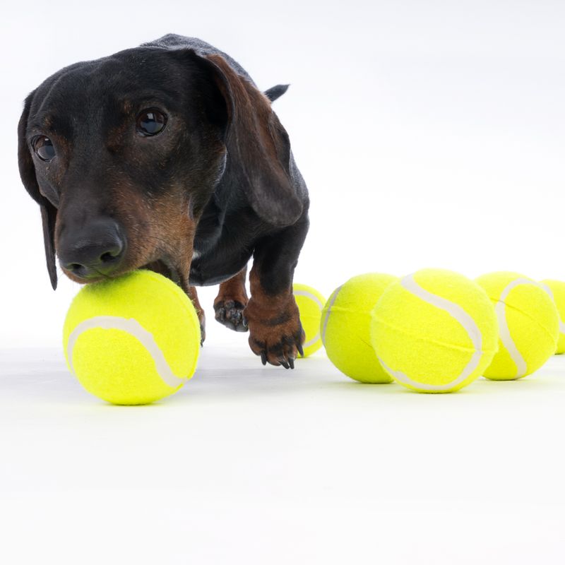 zooplus Basics Tennis Ball Set Set of 8