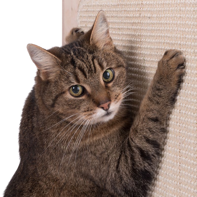 Natural Paradise Scratching Barrel - Daisy S Cream