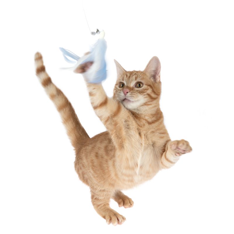 TIAKI Extendable Dangler Toy 1 Dangler Toy