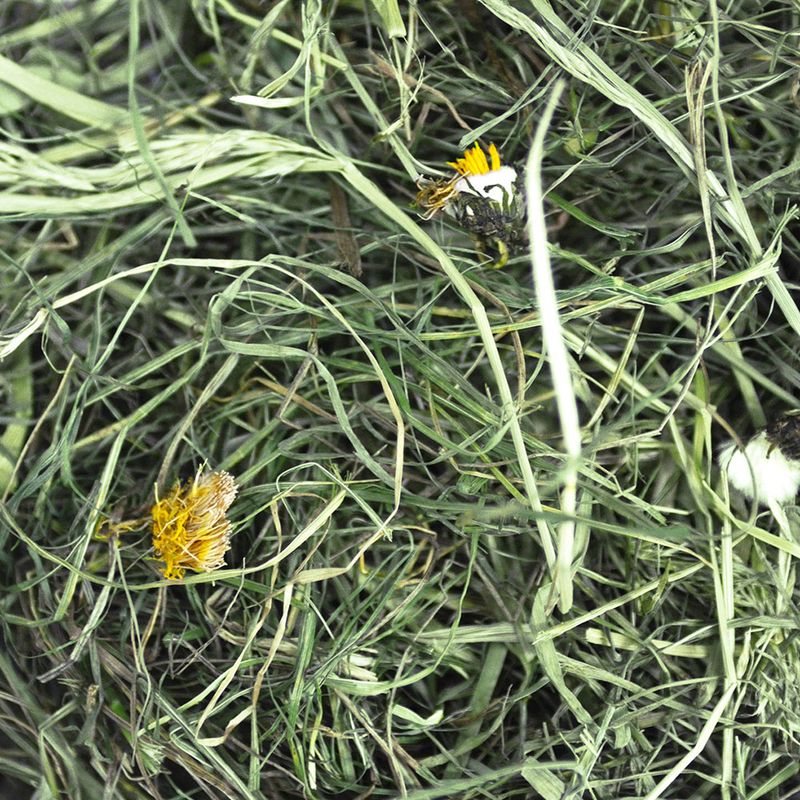 Chipsi Sunshine Organic Plus Mountain Meadow Hay Organic Dandelion (600g)