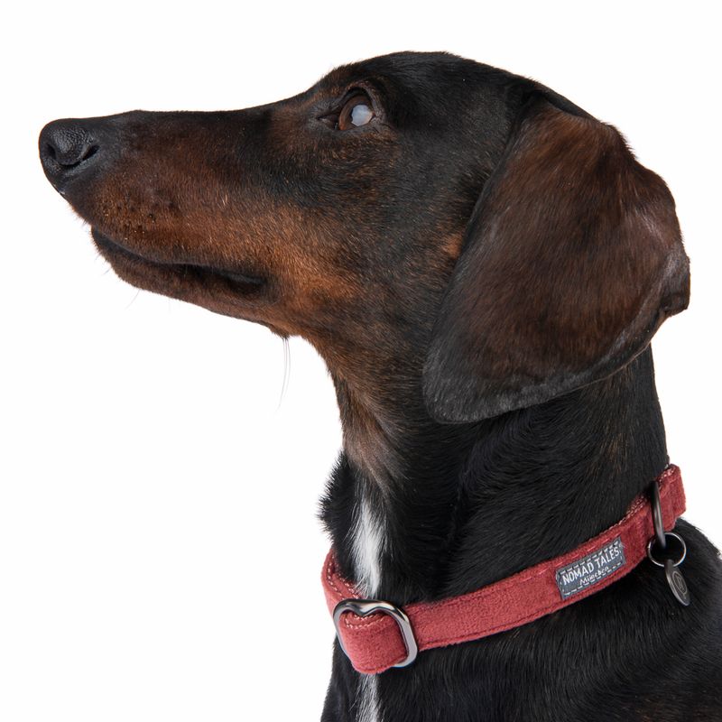 Nomad Tales Blush Collar, rosé Matching leash: 120 cm long, 15 mm wide