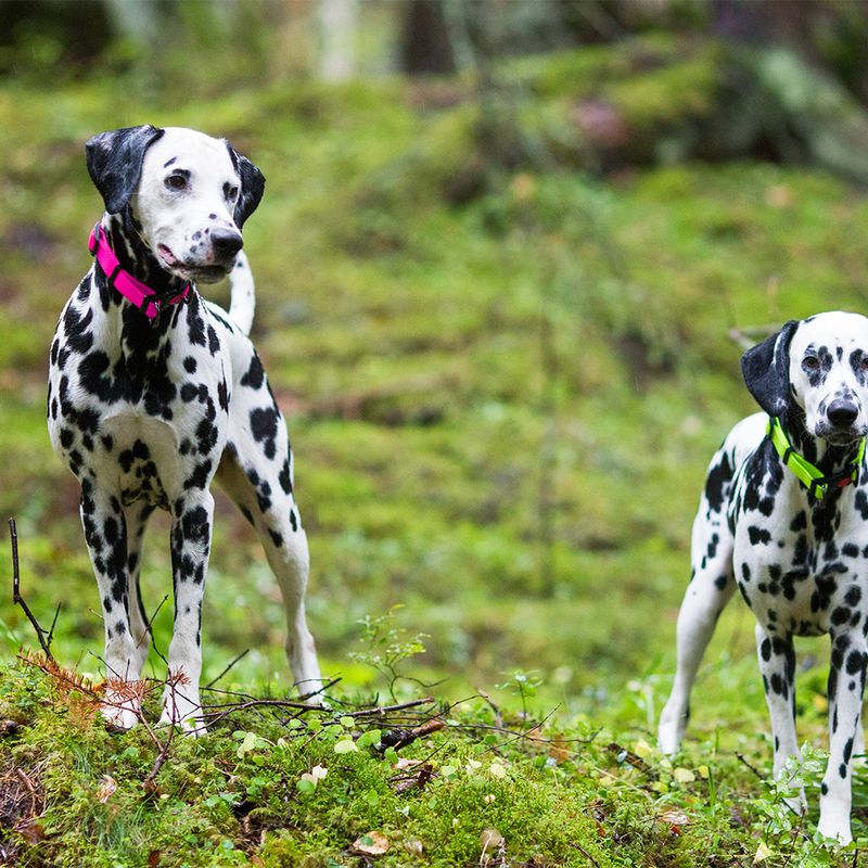 Rukka® Set: Bliss Neon Collar & Leash Collar size M + leash 200 cm / 20 mm