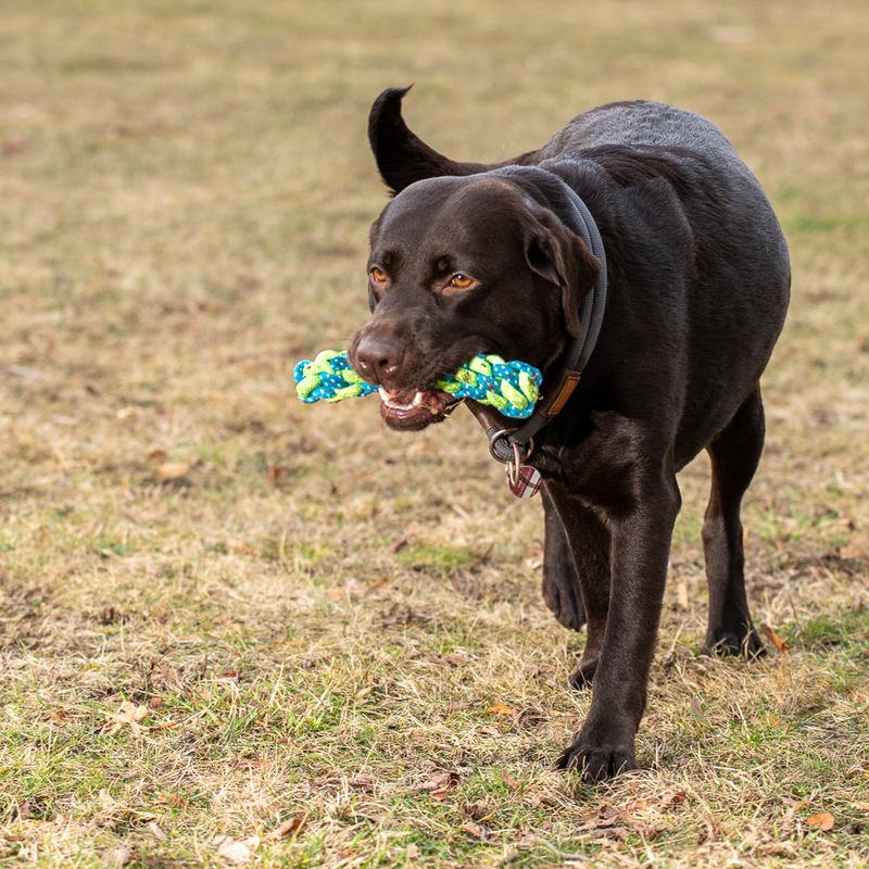 Dog toy Limoen Stick approx. diameter 4 x L 20 cm