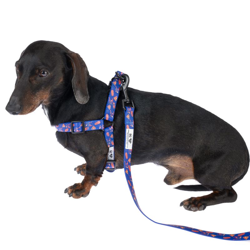 DC Superman Harness - Blue Size S: Chest Circumference 39 - 51 cm
