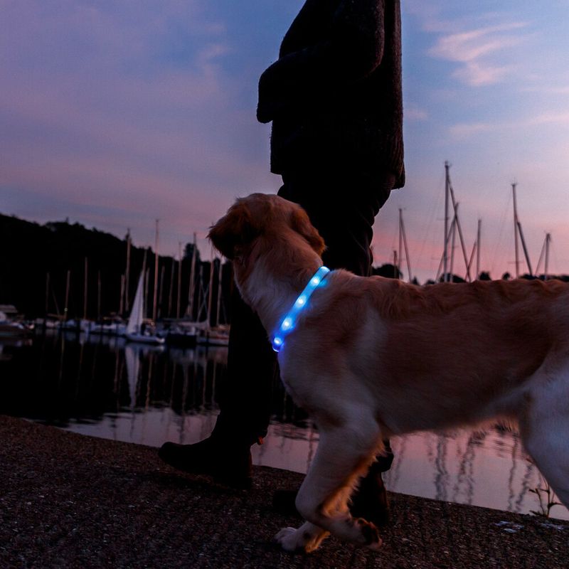 Trixie Flash Light Ring USB Silicone Size XS - XL: 65cm Neck Circumference, 16mm Wide