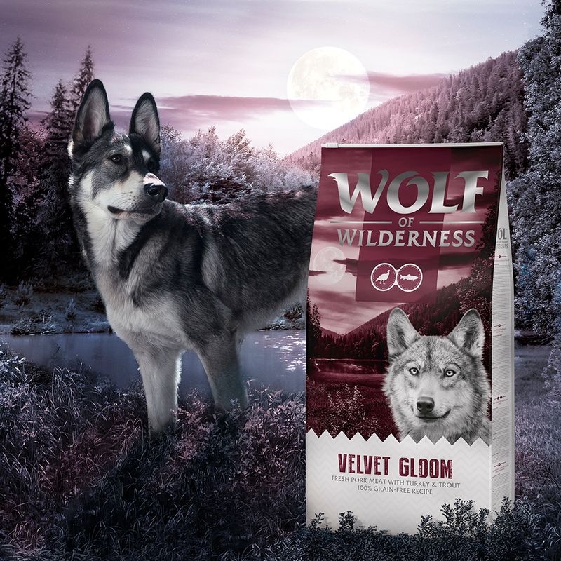 Wolf of Wilderness \