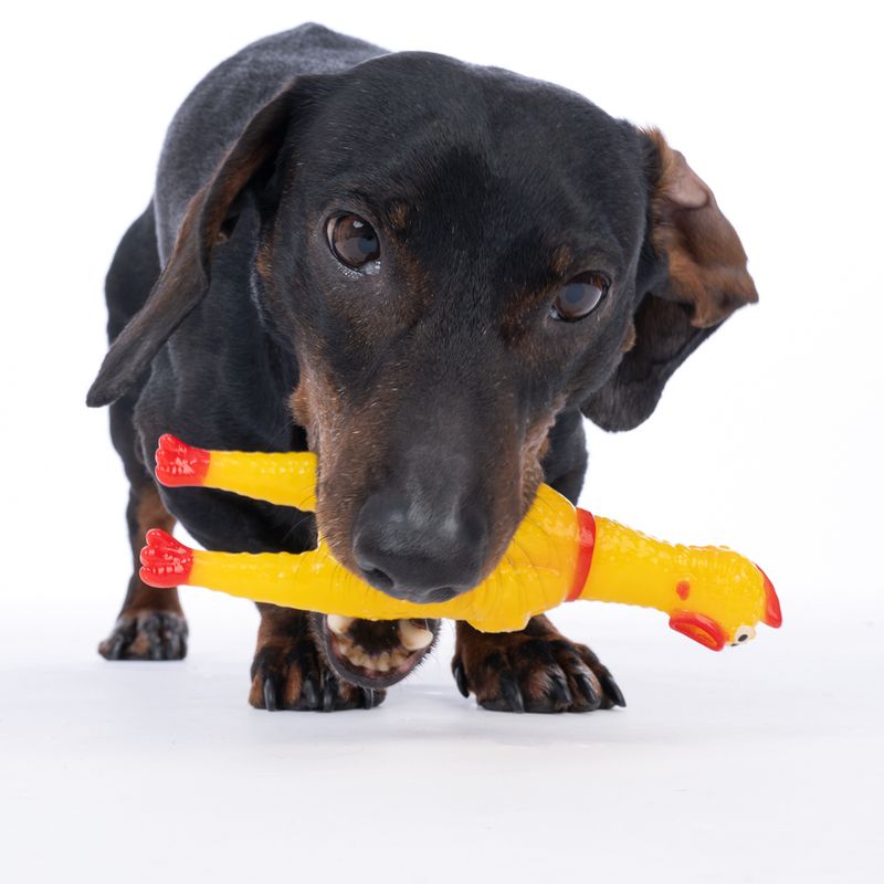 zooplus Basics Squeaky Chicken Size S: 16.5 x 4.5 x 4 cm (L x W x H)