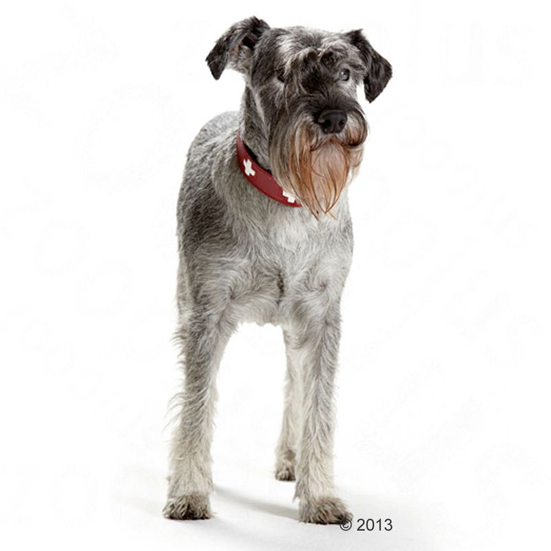 HUNTER Swiss Dog Collar Size 55