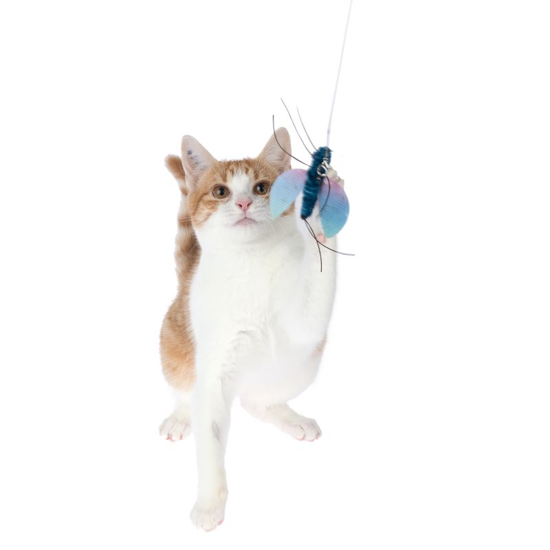 TIAKI Dragonfly Dangler Cat Toy 1 Dangler Toy