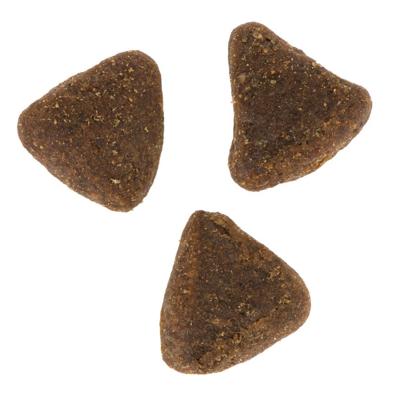 Wolf of Wilderness \