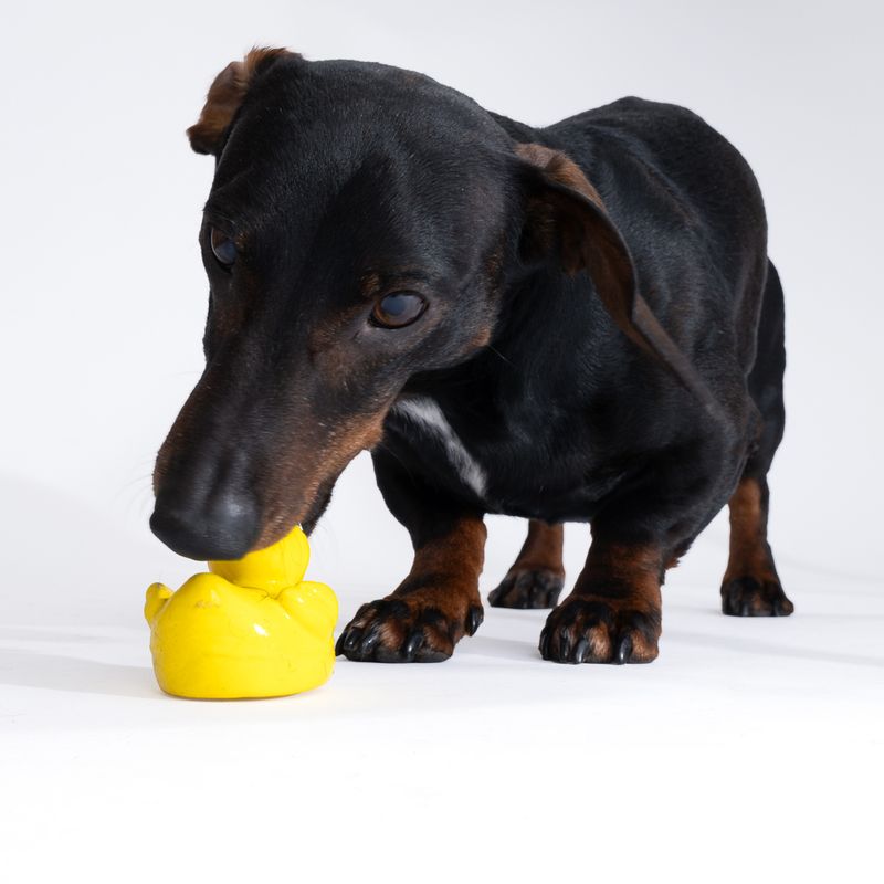 zooplus Basics Duck Latex Dog Toy 7.5 x 6 x 6 cm (L x W x H)