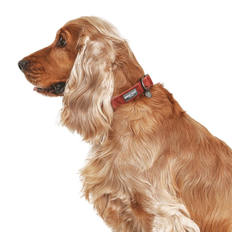 Nomad Tales Blush Collar, rosé Matching leash: 120 cm long, 15 mm wide