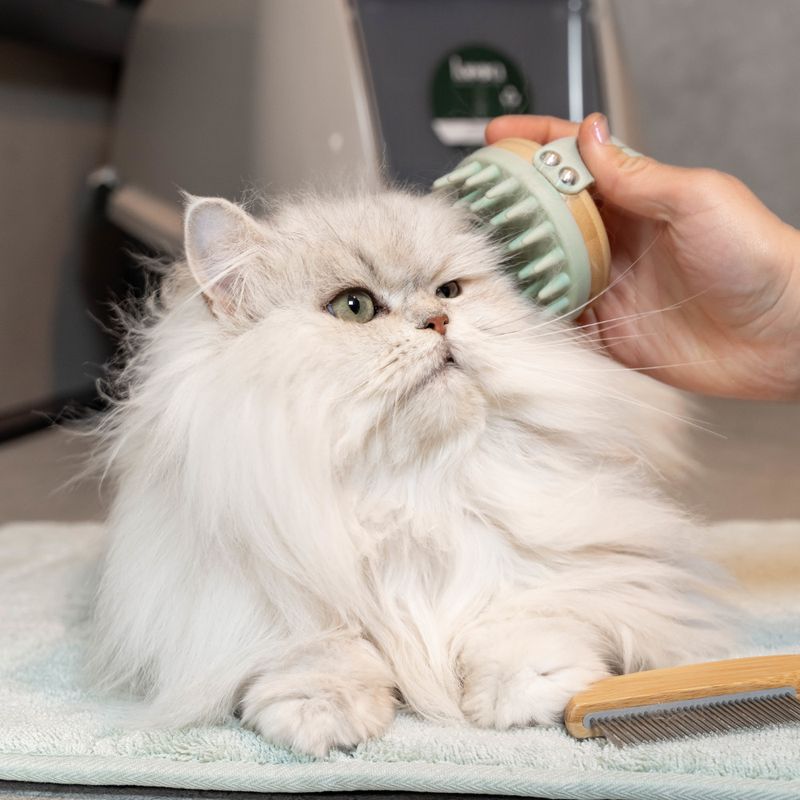 kooa Massage Brush for Cats 7 x 4cm (Diameter x H)