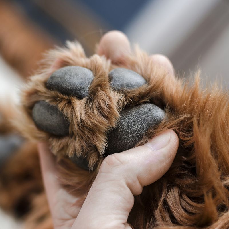 Max & Molly Pawfection Paw Balm 50g