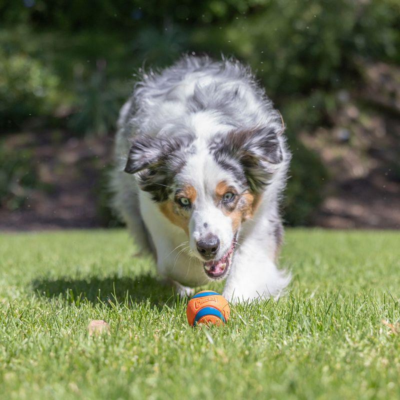 Chuckit! Ultra Ball Size S: 2 Balls, Diameter 5.1cm