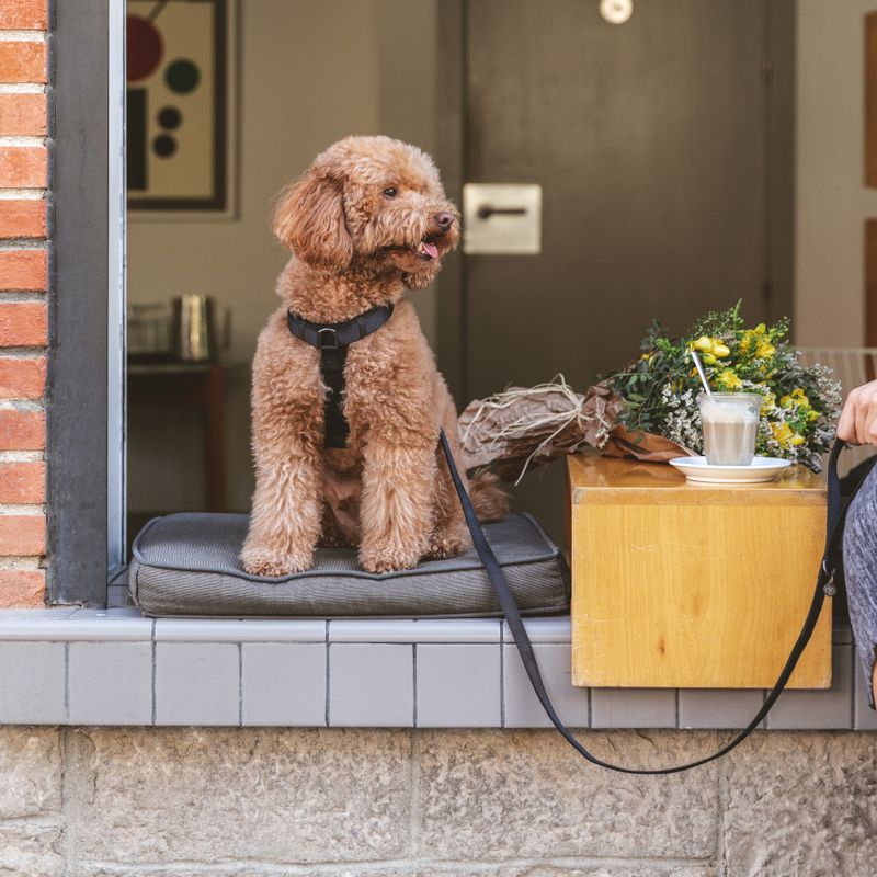 Nomad Tales Blush Harness - Ebony Size S: 37 - 53 cm chest circumference, W 15 mm