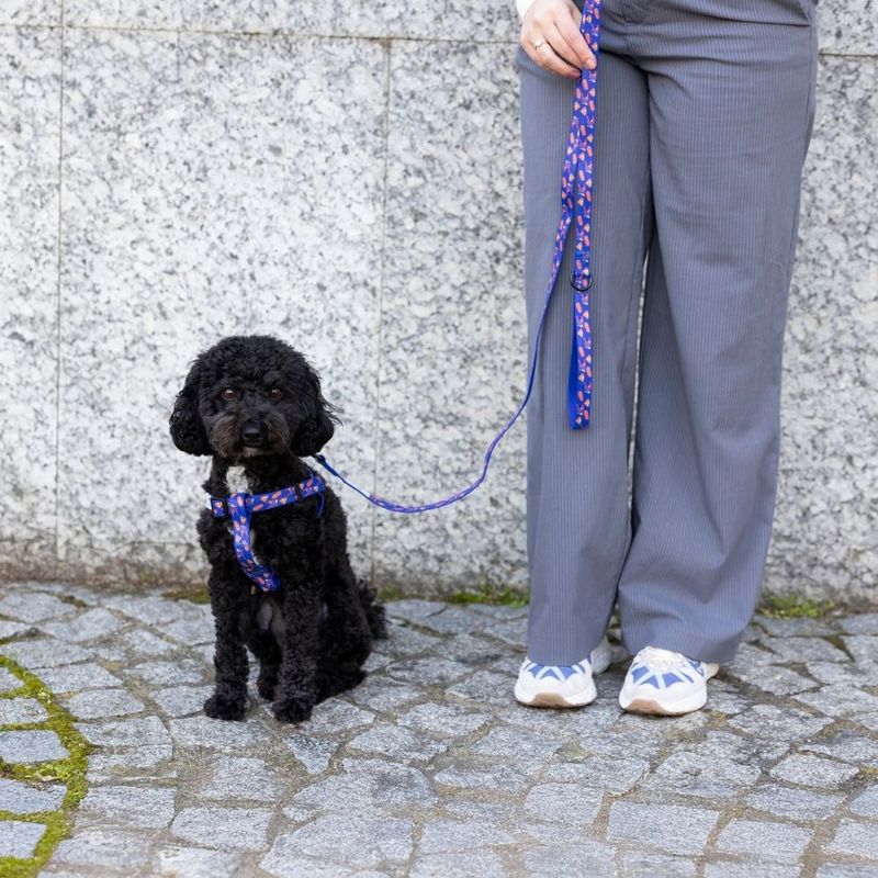 DC Superman Dog Lead 200cm Length, 20mm Width