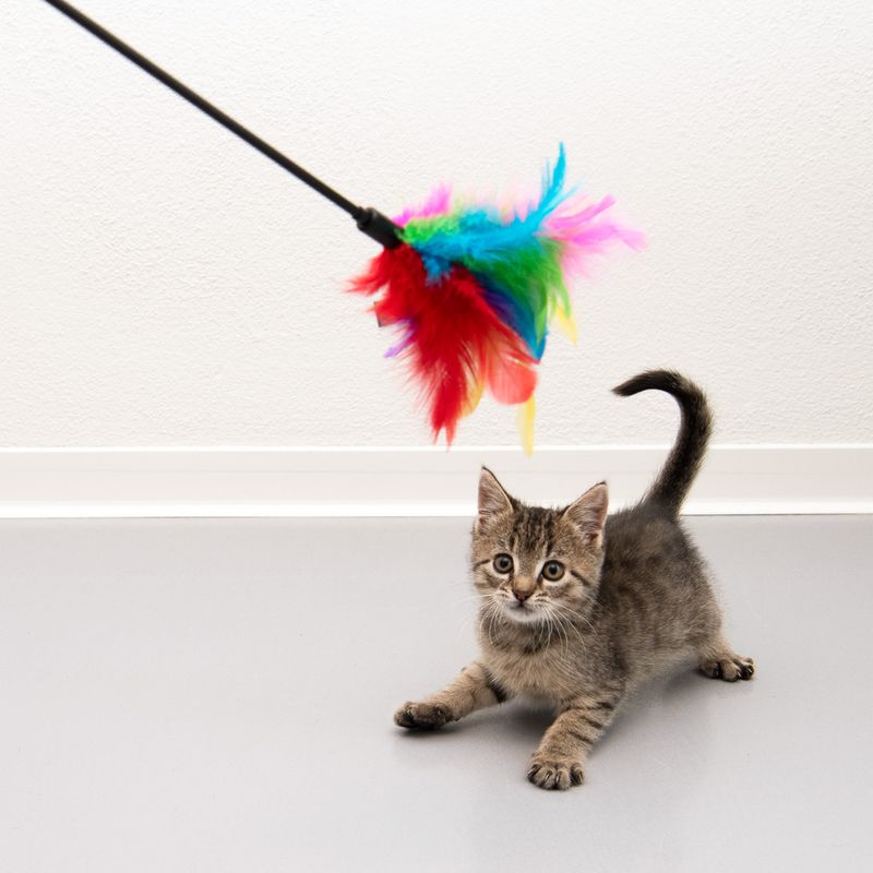 Feather Waggler Cat Toy 55cm