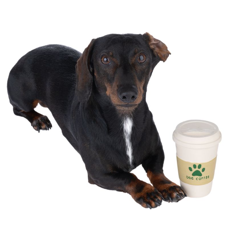 TIAKI Coffee Latex Dog Toy 8 x 12cm (diameter x H)